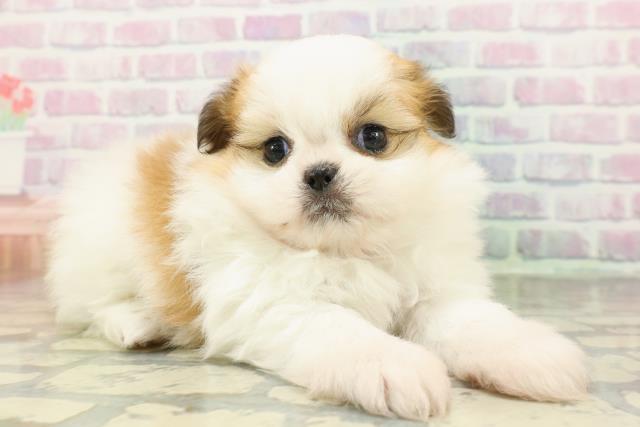 新潟県のポメズー/ポメシーズ(ポメラニアン×シーズー) (Coo&RIKU新潟西店/2026年2月23日生まれ/女の子/ホワイトゴールド)の子犬の3枚目の画像