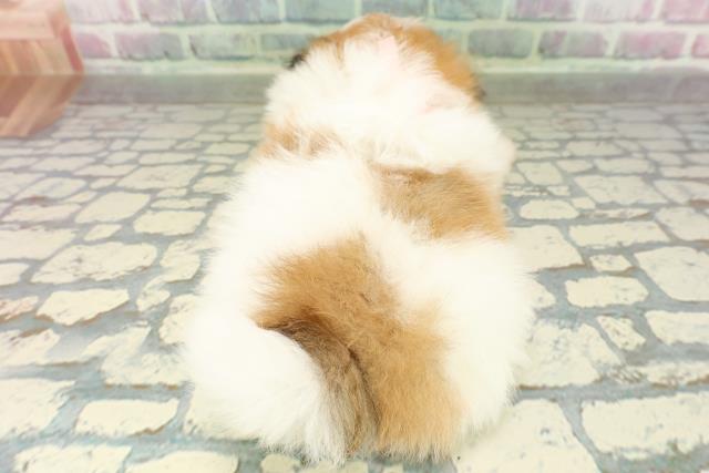 新潟県のポメズー/ポメシーズ(ポメラニアン×シーズー) (Coo&RIKU新潟西店/2026年2月23日生まれ/女の子/ホワイトゴールド)の子犬の4枚目の画像