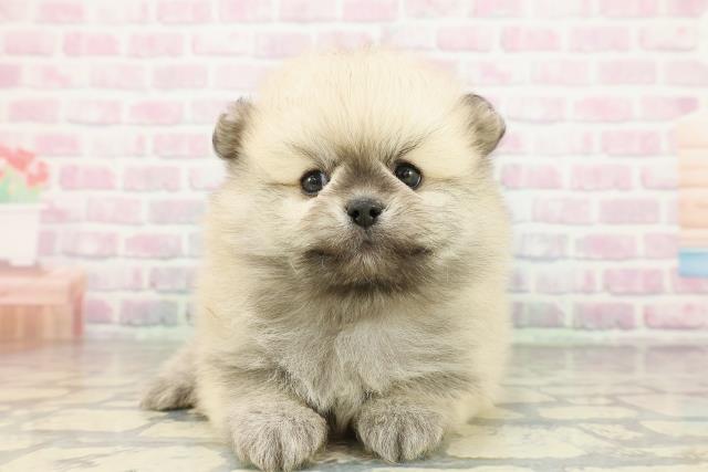 栃木県のポメラニアン (Coo&RIKUFKDインターパーク店/2026年2月22日生まれ/男の子/ウルフセーブル)の子犬の1枚目の画像