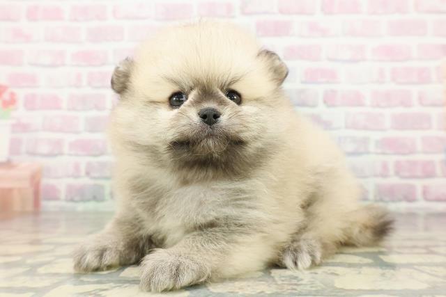 栃木県のポメラニアン (Coo&RIKUFKDインターパーク店/2026年2月22日生まれ/男の子/ウルフセーブル)の子犬の2枚目の画像