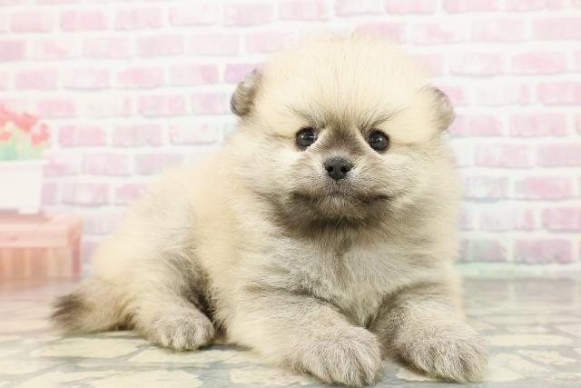 栃木県のポメラニアン (Coo&RIKUFKDインターパーク店/2026年2月22日生まれ/男の子/ウルフセーブル)の子犬の3枚目の画像