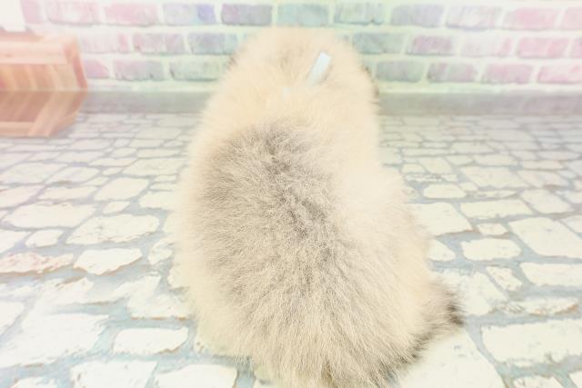 栃木県のポメラニアン (Coo&RIKUFKDインターパーク店/2026年2月22日生まれ/男の子/ウルフセーブル)の子犬の4枚目の画像