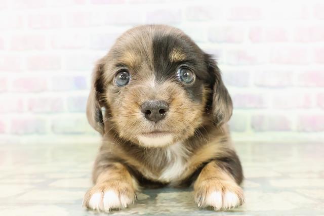 栃木県のチワックス(チワワ×ダックス) (Coo&RIKUFKDインターパーク店/2026年2月23日生まれ/男の子/シルバーダップル)の子犬の1枚目の画像