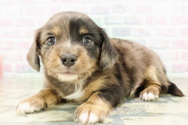 栃木県のチワックス(チワワ×ダックス) (Coo&RIKUFKDインターパーク店/2026年2月23日生まれ/男の子/シルバーダップル)の子犬の2枚目の画像