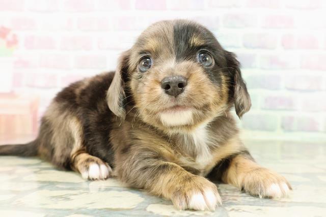 栃木県のチワックス(チワワ×ダックス) (Coo&RIKUFKDインターパーク店/2026年2月23日生まれ/男の子/シルバーダップル)の子犬の3枚目の画像