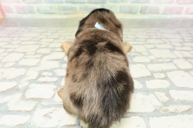 栃木県のチワックス(チワワ×ダックス) (Coo&RIKUFKDインターパーク店/2026年2月23日生まれ/男の子/シルバーダップル)の子犬の4枚目の画像