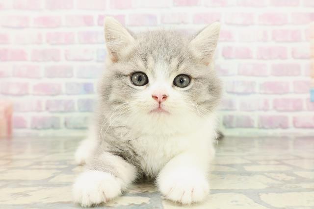 神奈川県のスコティッシュストレート (Coo&RIKU藤沢店/2026年2月23日生まれ/男の子/ブルータビーホワイト)の子猫の1枚目の画像
