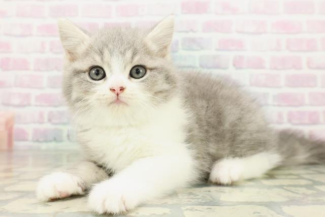 神奈川県のスコティッシュストレート (Coo&RIKU藤沢店/2026年2月23日生まれ/男の子/ブルータビーホワイト)の子猫の2枚目の画像