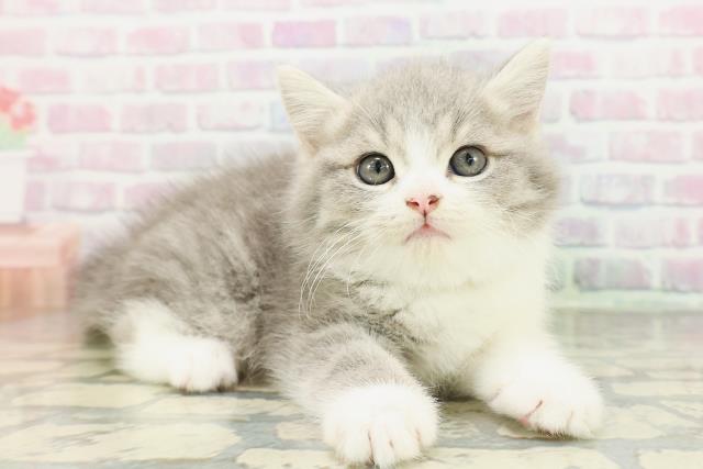 神奈川県のスコティッシュストレート (Coo&RIKU藤沢店/2026年2月23日生まれ/男の子/ブルータビーホワイト)の子猫の3枚目の画像