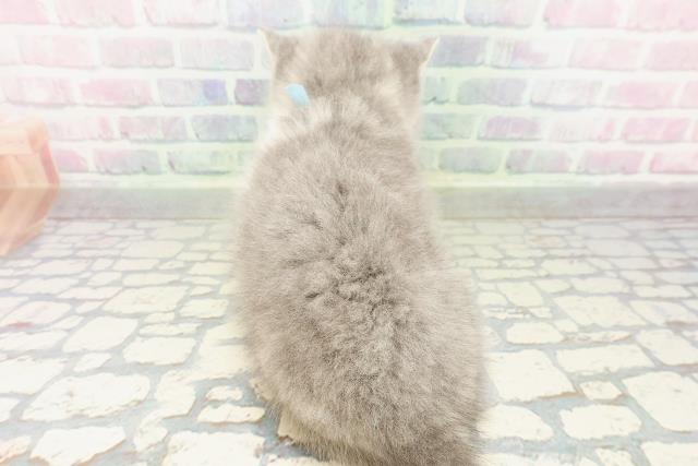 神奈川県のスコティッシュストレート (Coo&RIKU藤沢店/2026年2月23日生まれ/男の子/ブルータビーホワイト)の子猫の4枚目の画像