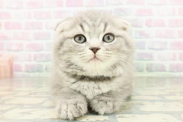 長野県のスコティッシュフォールド (Coo&RIKU長野店/2026年2月23日生まれ/男の子/ブルータビー)の子猫