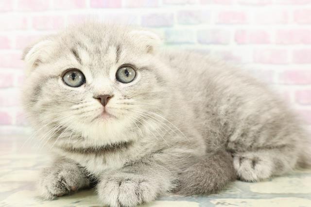 長野県のスコティッシュフォールド (Coo&RIKU長野店/2026年2月23日生まれ/男の子/ブルータビー)の子猫の2枚目の画像