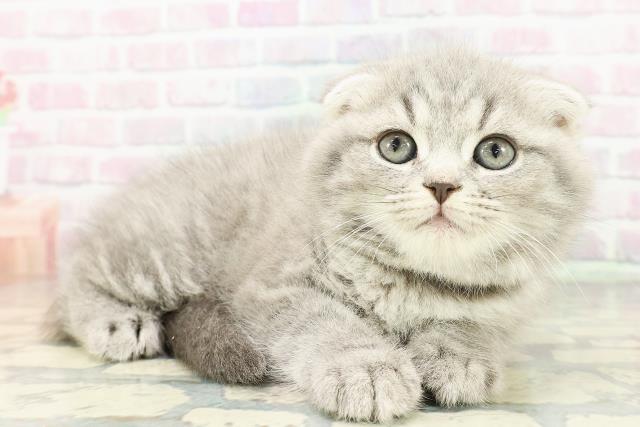 長野県のスコティッシュフォールド (Coo&RIKU長野店/2026年2月23日生まれ/男の子/ブルータビー)の子猫の3枚目の画像