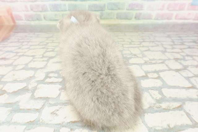 長野県のスコティッシュフォールド (Coo&RIKU長野店/2026年2月23日生まれ/男の子/ブルータビー)の子猫の4枚目の画像