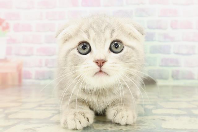 長野県のスコティッシュフォールド (Coo&RIKU松本店/2026年2月23日生まれ/男の子/ブルータビー)の子猫の1枚目の画像