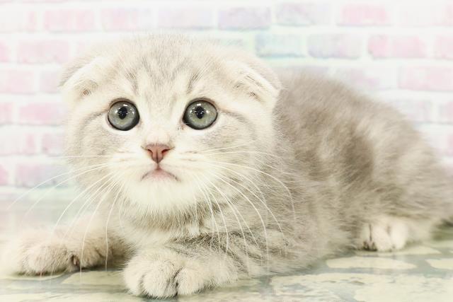 長野県のスコティッシュフォールド (Coo&RIKU松本店/2026年2月23日生まれ/男の子/ブルータビー)の子猫の2枚目の画像