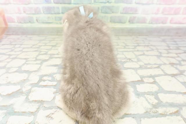 長野県のスコティッシュフォールド (Coo&RIKU松本店/2026年2月23日生まれ/男の子/ブルータビー)の子猫の4枚目の画像