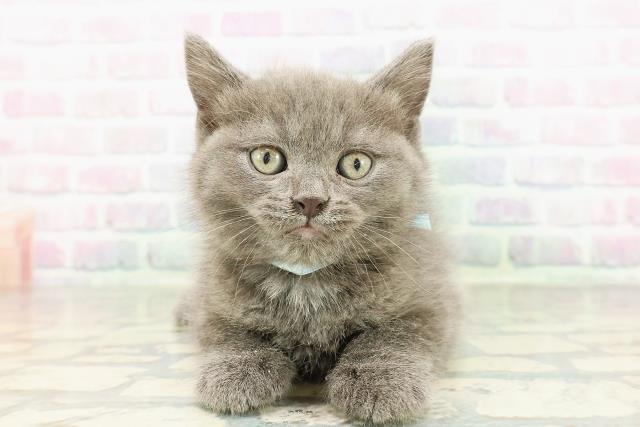 宮城県のブリティッシュショートヘアー (Coo&RIKU仙台太白店/2026年2月24日生まれ/男の子/ブルー)の子猫の1枚目の画像