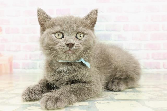 宮城県のブリティッシュショートヘアー (Coo&RIKU仙台太白店/2026年2月24日生まれ/男の子/ブルー)の子猫の2枚目の画像