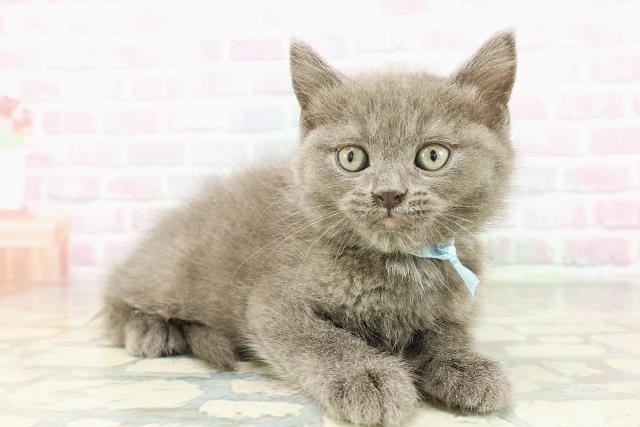 宮城県のブリティッシュショートヘアー (Coo&RIKU仙台太白店/2026年2月24日生まれ/男の子/ブルー)の子猫の3枚目の画像