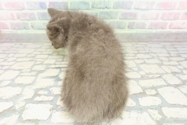 宮城県のブリティッシュショートヘアー (Coo&RIKU仙台太白店/2026年2月24日生まれ/男の子/ブルー)の子猫の4枚目の画像