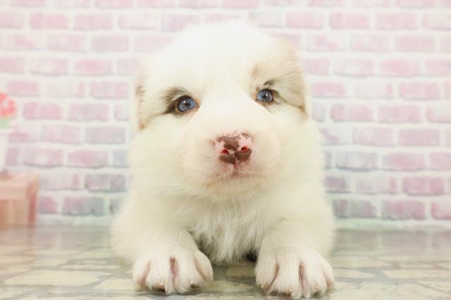 埼玉県のボーダーコリー (Coo&RIKU熊谷ニットーモール店/2026年2月24日生まれ/男の子/チョコレートマールホワイト)の子犬の1枚目の画像