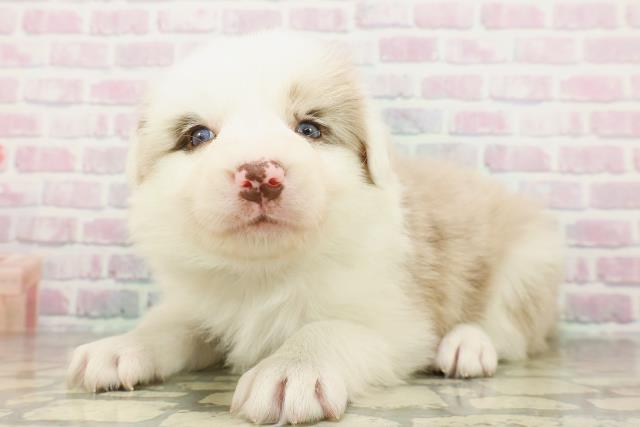 埼玉県のボーダーコリー (Coo&RIKU熊谷ニットーモール店/2026年2月24日生まれ/男の子/チョコレートマールホワイト)の子犬の2枚目の画像