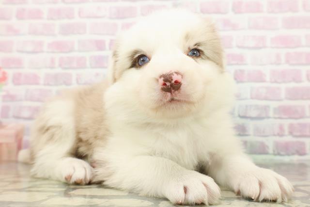 埼玉県のボーダーコリー (Coo&RIKU熊谷ニットーモール店/2026年2月24日生まれ/男の子/チョコレートマールホワイト)の子犬の3枚目の画像