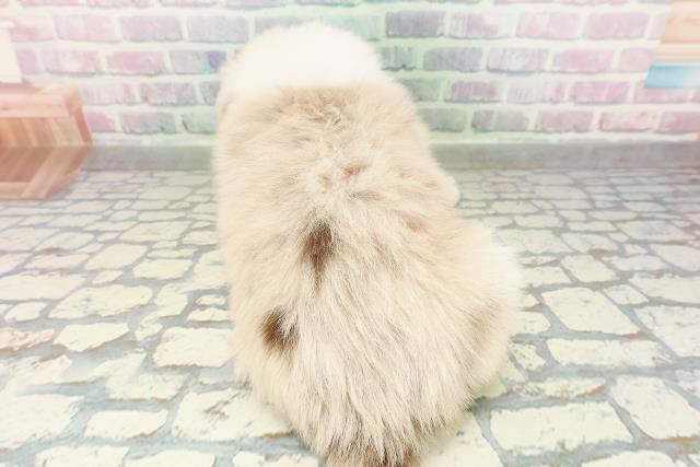 埼玉県のボーダーコリー (Coo&RIKU熊谷ニットーモール店/2026年2月24日生まれ/男の子/チョコレートマールホワイト)の子犬の4枚目の画像