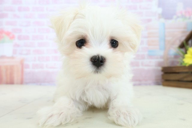 新潟県のマルチーズ (Coo&RIKU長岡店/2025年11月19日生まれ/女の子/ホワイト)の子犬
