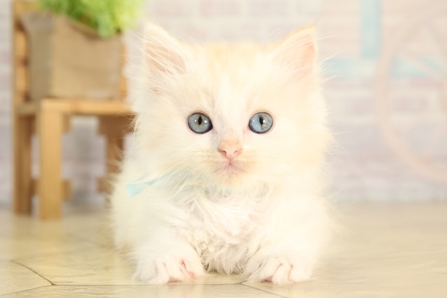 静岡県のラガマフィン (Coo&RIKU掛川店/2026年2月22日生まれ/男の子/クリームタビーホワイト)の子猫の1枚目の画像