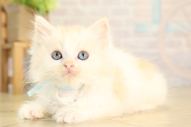 静岡県のラガマフィン (Coo&RIKU掛川店/2026年2月22日生まれ/男の子/クリームタビーホワイト)の子猫の3枚目の画像