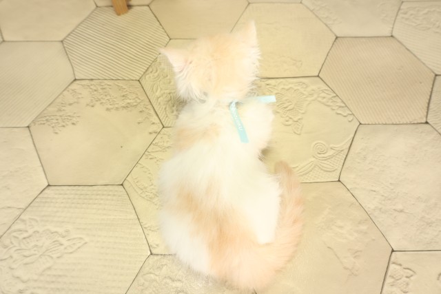 静岡県のラガマフィン (Coo&RIKU掛川店/2026年2月22日生まれ/男の子/クリームタビーホワイト)の子猫の4枚目の画像