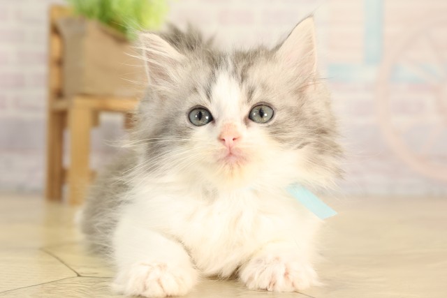 岐阜県のラガマフィン (Coo&RIKU岐阜店/2026年2月22日生まれ/男の子/ブルータビーホワイト)の子猫の1枚目の画像