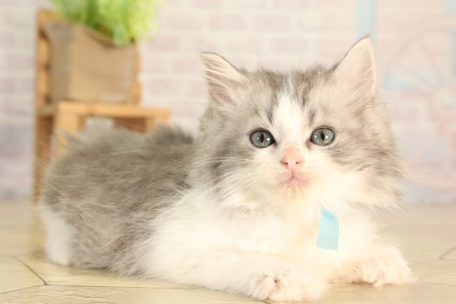 岐阜県のラガマフィン (Coo&RIKU岐阜店/2026年2月22日生まれ/男の子/ブルータビーホワイト)の子猫の2枚目の画像