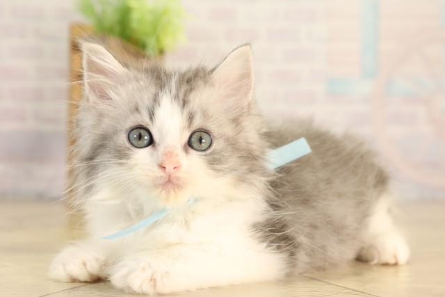 岐阜県のラガマフィン (Coo&RIKU岐阜店/2026年2月22日生まれ/男の子/ブルータビーホワイト)の子猫の3枚目の画像