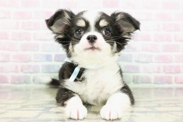 東京都のチワワ(ロング) (Coo&RIKU板橋店/2026年2月19日生まれ/男の子/ブラックタンホワイト)の子犬の1枚目の画像