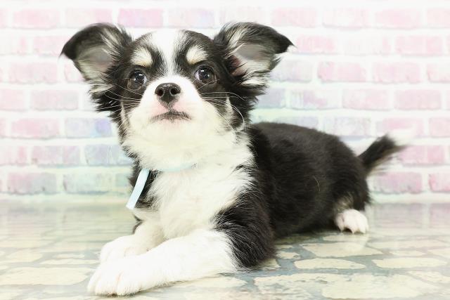 東京都のチワワ(ロング) (Coo&RIKU板橋店/2026年2月19日生まれ/男の子/ブラックタンホワイト)の子犬の2枚目の画像