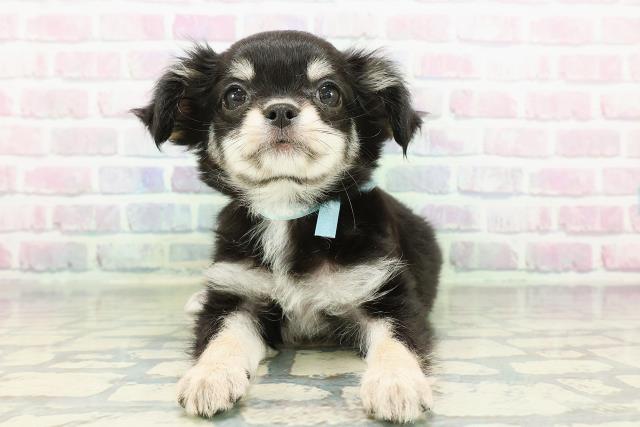 チワワ（ロングコート）