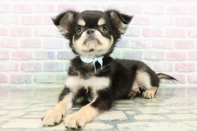 埼玉県のチワワ(ロング) (Coo&RIKUアニマルケアセンター大宮/2026年2月19日生まれ/男の子/ブラックタンホワイト)の子犬の2枚目の画像