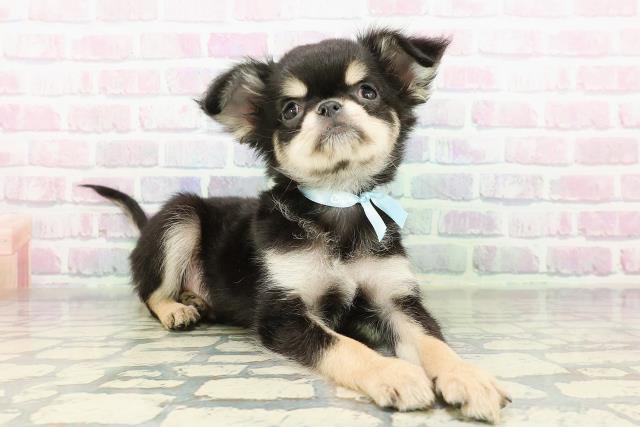 埼玉県のチワワ(ロング) (Coo&RIKUアニマルケアセンター大宮/2026年2月19日生まれ/男の子/ブラックタンホワイト)の子犬の3枚目の画像