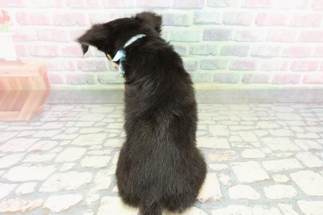 埼玉県のチワワ(ロング) (Coo&RIKUアニマルケアセンター大宮/2026年2月19日生まれ/男の子/ブラックタンホワイト)の子犬の4枚目の画像