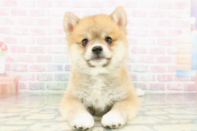 埼玉県のポメ柴/豆ポメ/ポメ豆柴(ポメラニアン×柴犬) (Coo&RIKUアニマルケアセンター大宮/2026年2月21日生まれ/男の子/赤)の子犬の1枚目の画像