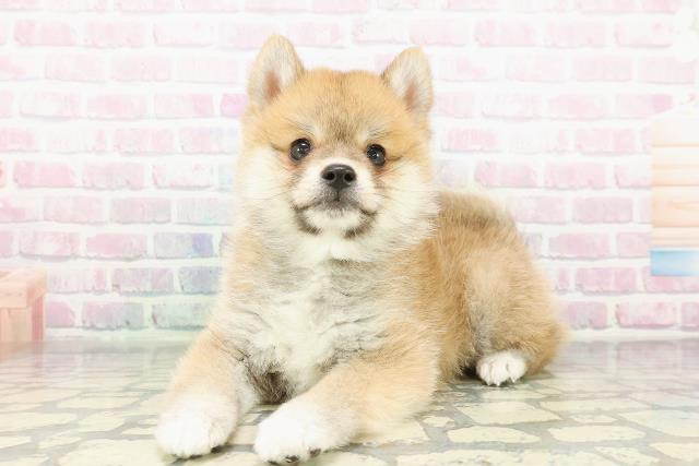埼玉県のポメ柴/豆ポメ/ポメ豆柴(ポメラニアン×柴犬) (Coo&RIKUアニマルケアセンター大宮/2026年2月21日生まれ/男の子/赤)の子犬の2枚目の画像