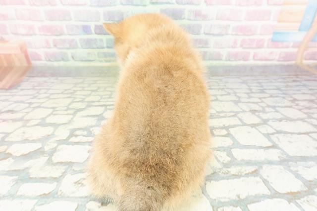 埼玉県のポメ柴/豆ポメ/ポメ豆柴(ポメラニアン×柴犬) (Coo&RIKUアニマルケアセンター大宮/2026年2月21日生まれ/男の子/赤)の子犬の4枚目の画像