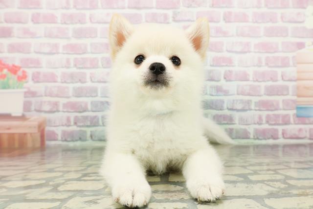 神奈川県のポメ柴/豆ポメ/ポメ豆柴(ポメラニアン×柴犬) (Coo&RIKUパウ川崎店/2026年2月21日生まれ/男の子/白)の子犬の1枚目の画像
