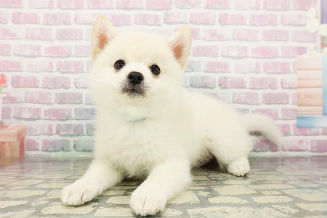 神奈川県のポメ柴/豆ポメ/ポメ豆柴(ポメラニアン×柴犬) (Coo&RIKUパウ川崎店/2026年2月21日生まれ/男の子/白)の子犬の2枚目の画像