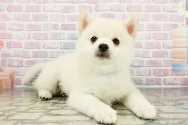 神奈川県のポメ柴/豆ポメ/ポメ豆柴(ポメラニアン×柴犬) (Coo&RIKUパウ川崎店/2026年2月21日生まれ/男の子/白)の子犬の3枚目の画像