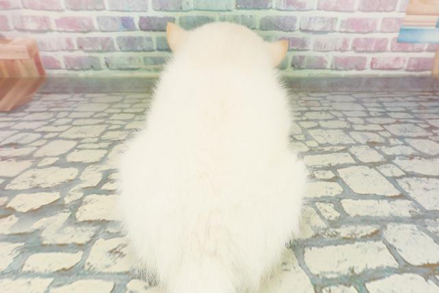 神奈川県のポメ柴/豆ポメ/ポメ豆柴(ポメラニアン×柴犬) (Coo&RIKUパウ川崎店/2026年2月21日生まれ/男の子/白)の子犬の4枚目の画像