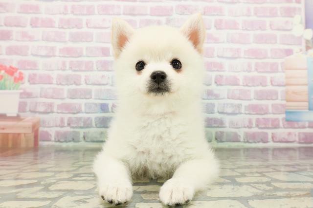 宮城県のポメ柴/豆ポメ/ポメ豆柴(ポメラニアン×柴犬) (Coo&RIKU仙台太白店/2026年2月21日生まれ/女の子/白)の子犬の1枚目の画像